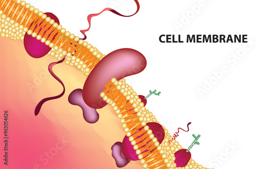 Plasma membrane