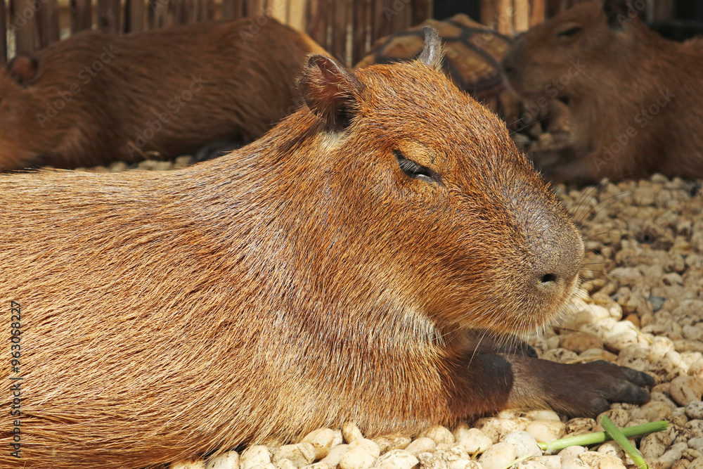 Closeup of a Cute Sleepy Capybara Relaxing after the Meal Closeup of a Cute Sleepy Capybara Relaxing after the Meal