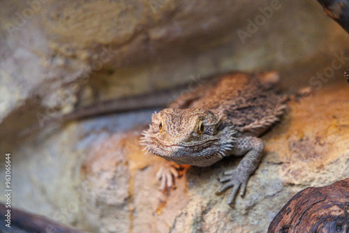 bearded dragon resting on a rocky surface in a warm habitat during daylight hours