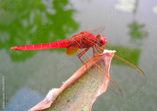 Libellula rossa photo