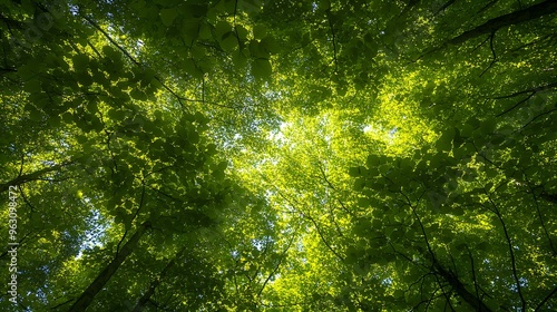 Vibrant green treetops viewed from below, blue sky visible through canopy, sunlight filtering through leaves, upward perspective, wide-angle shot, bright and airy atmosphere, forest canopy.