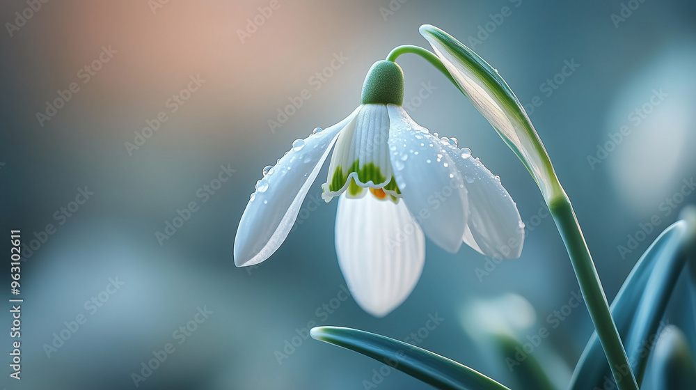 close up of beautiful snowdrop flower in the morning close up of beautiful snowdrop flower in the morning