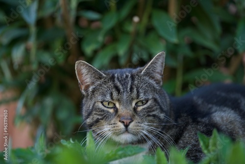 Wallpaper Mural grumpy cat Torontodigital.ca