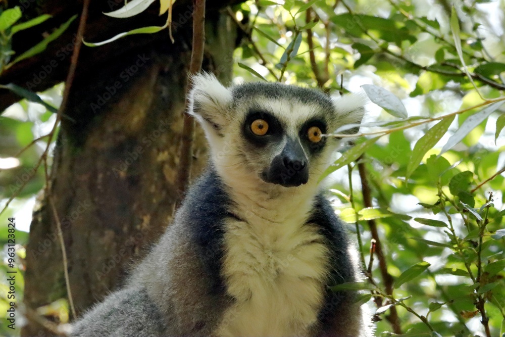 Fototapeta premium lémurien