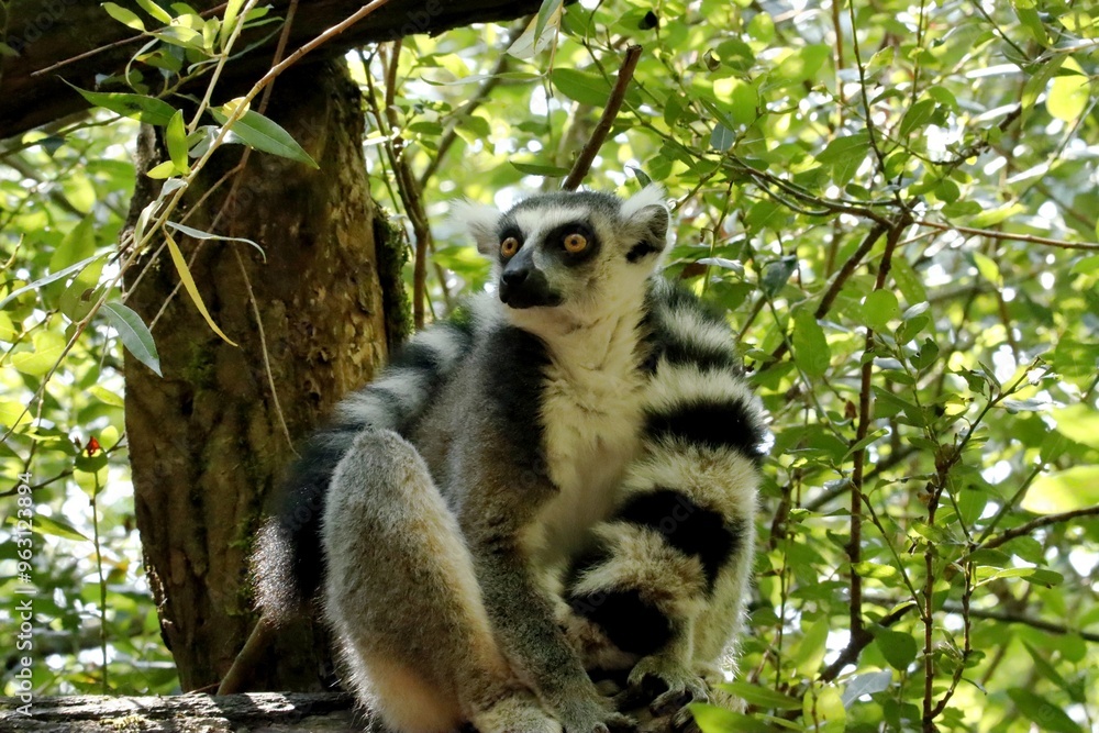 Fototapeta premium lémurien