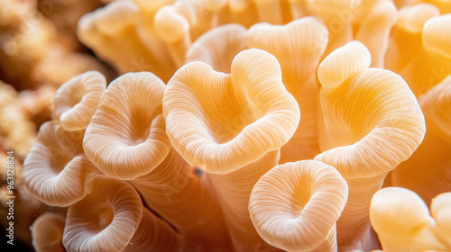 Detailed view of a coral polyp, showing the intricate structure and its role in reef building, Marine invertebrates, Coral ecosystems photo