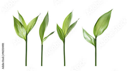 Four green leafs on a transparent background,Four Lily of the valley Leafs Isolated,Four Tropical Plant Leaves,leaf transparent png,Decoration work, green plants,Four green leafed plants, Ai