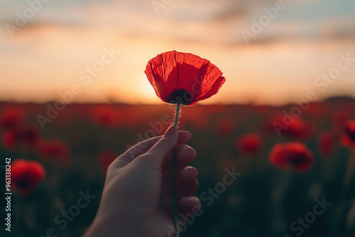 Woman is holding a poppy flower in a field of poppies at sunset, commemorating remembrance day in the UK  photo