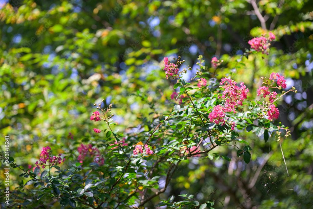 百日紅の花 百日紅の花