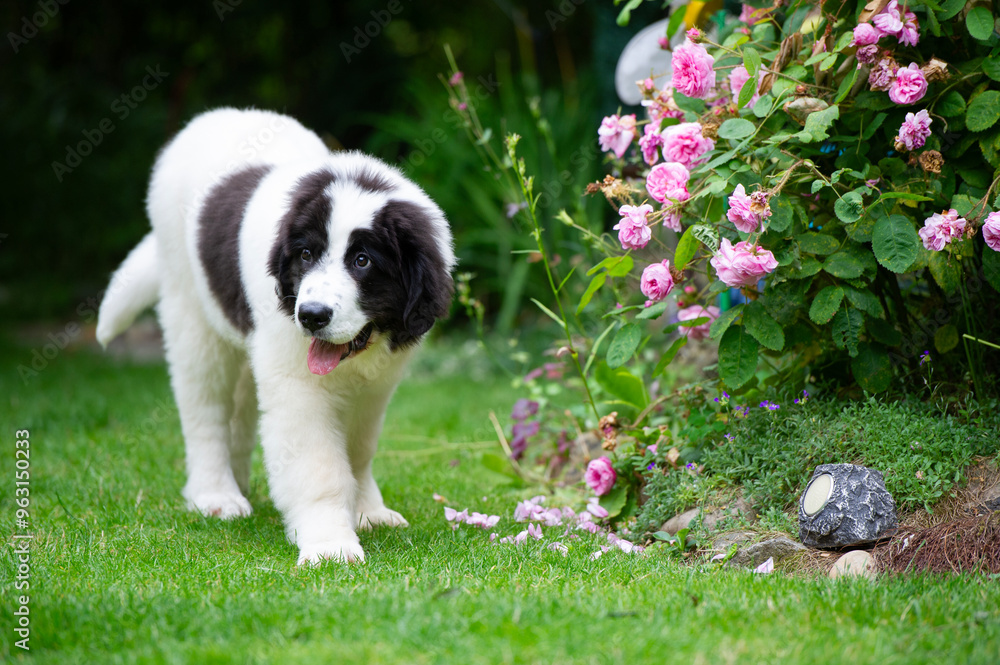 Fototapeta premium Landseer Welpe läuft durch den Garten