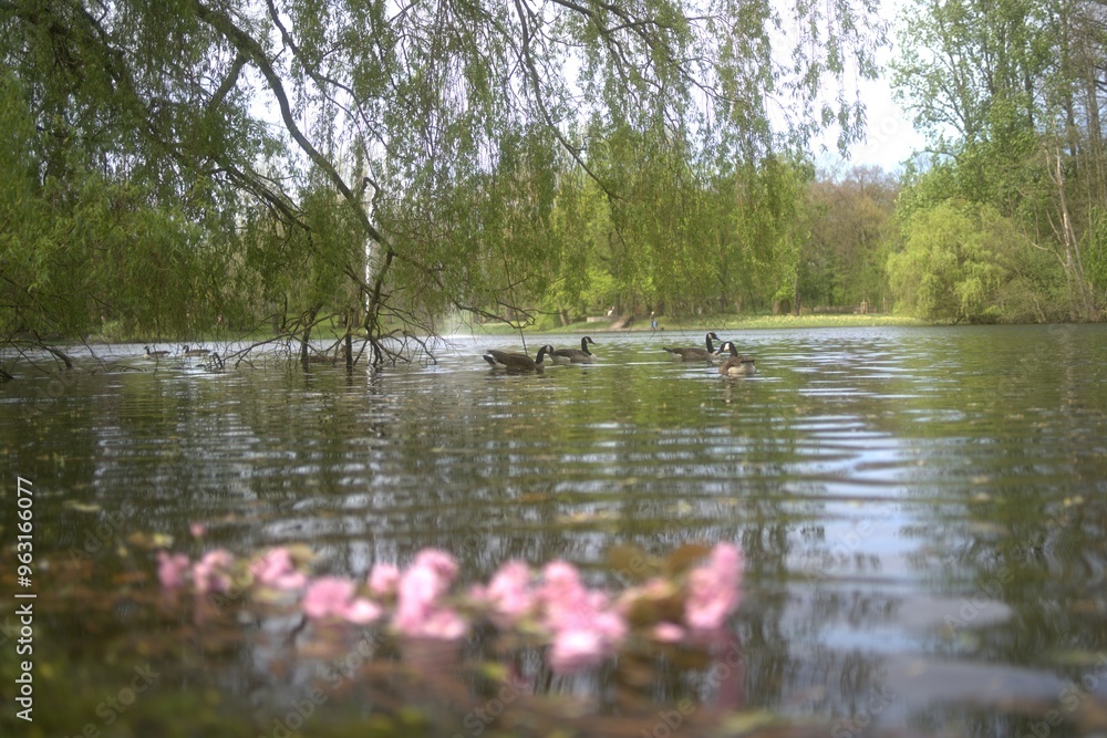 ducks on the lake ducks on the lake