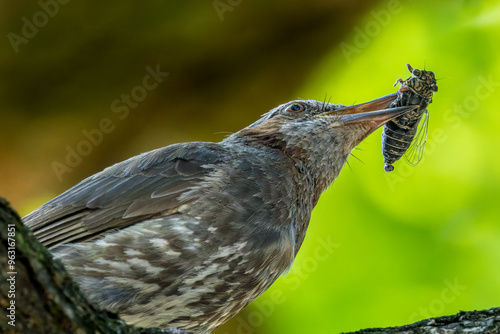 セミを食べるヒヨドリ photo