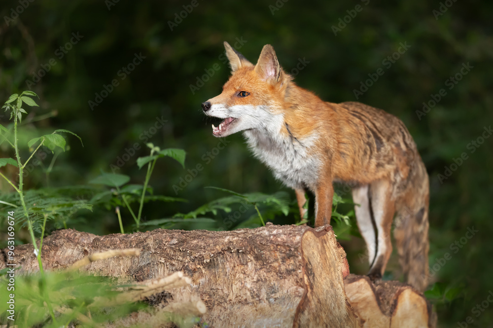 Obraz premium Portrait of a red fox with open mouth standing on a log in the forest