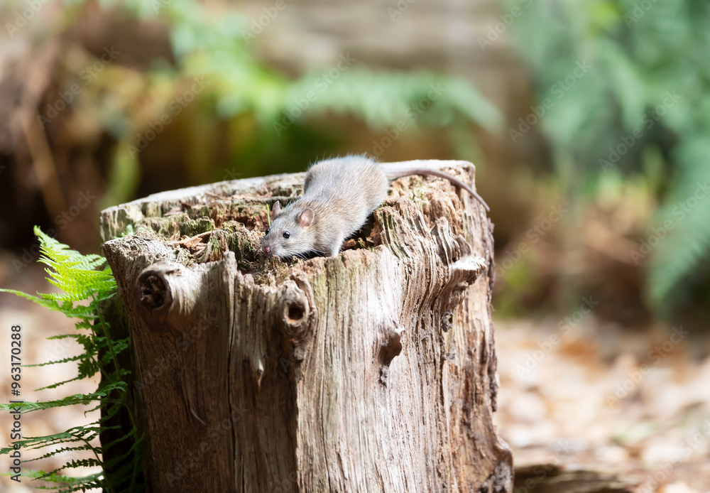 Brown rat searching for food on tree stump in forest Brown rat searching for food on tree stump in forest