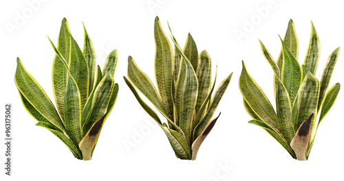 Three Snake Plants (Sansevieria) with different growth stages. Ideal for home decor, gardening, and plant enthusiasts photo