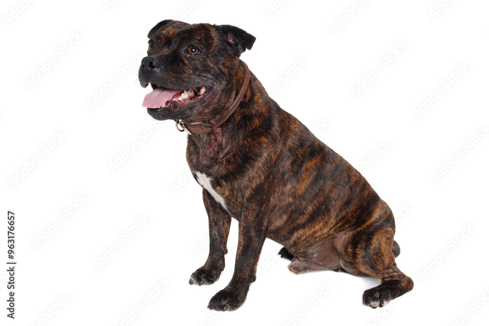 Staffordshire Bull Terrier dog Staffordshire Bull Terrier dog