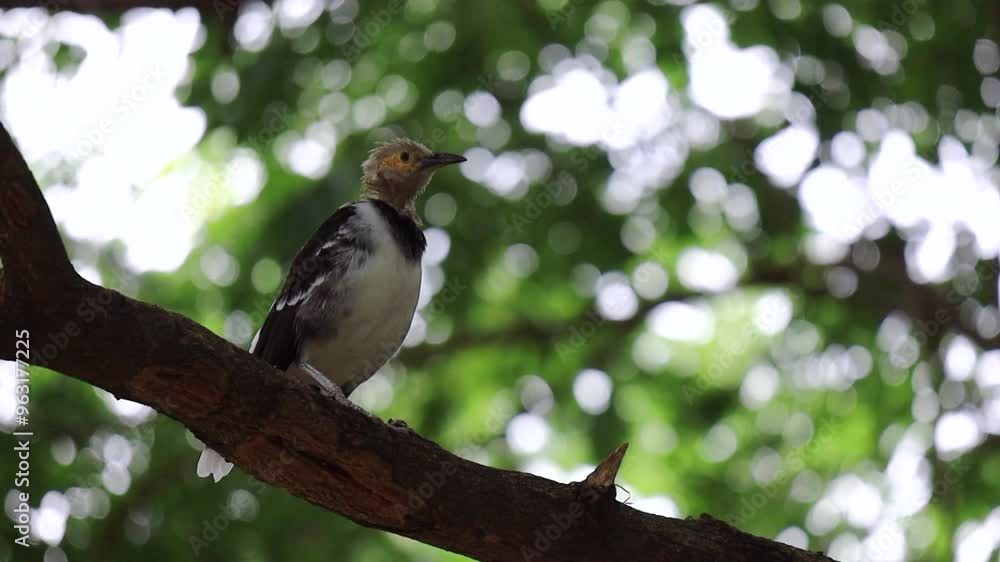 Black-collared Starling (Gracupica nigricollis), Adult has white head and belly and blackish collar, wings, and tail, Juvenile has dirty-brown head without adult's collar and less white on wings Black-collared Starling (Gracupica nigricollis), Adult has white head and belly and blackish collar, wings, and tail, Juvenile has dirty-brown head without adult's collar and less white on wings