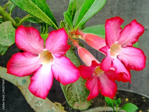 red hibiscus flower