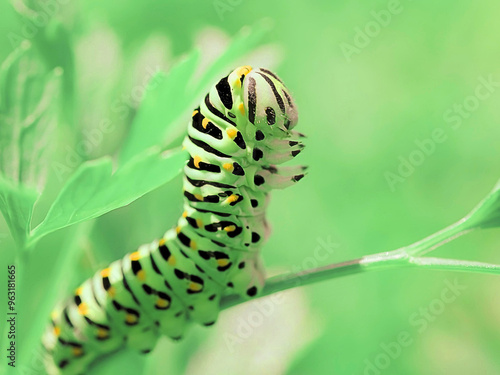 caterpillar on leaf