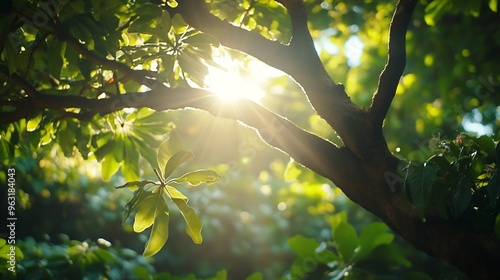 View of lush greenery and sunlight filtering through tree canopy kapiolani park hawaii united states : Generative AI photo