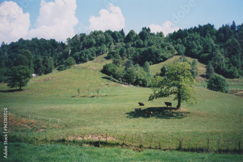 Beautiful Green Hill with Cows Under a Tree in the Soča Valley, Julian Alps, during a Hot Summer Day. Livek, Kobarid Province, Slovenia. Film Photography