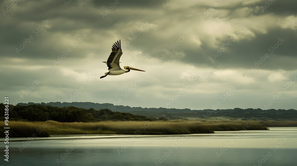 Obraz premium 39. A majestic pelican flying over a serene coastal estuary