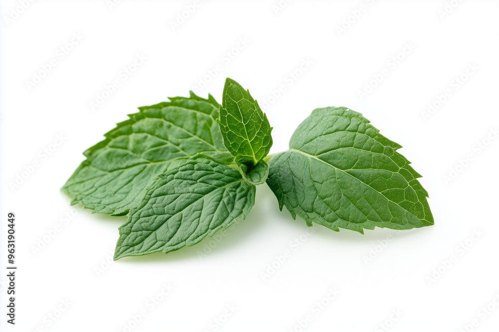 Fresh mint leaf isolated on white background, Close up shot green mint leaf, Peppermint leaf on white Fresh mint leaf isolated on white background, Close up shot green mint leaf, Peppermint leaf on white