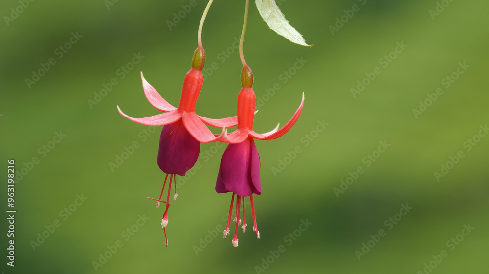 Close-up image of fuchsia flower Close-up image of fuchsia flower