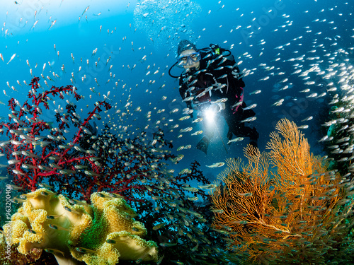 Unterwasseraufnahmen aus Indonesien Region Raja Ampat