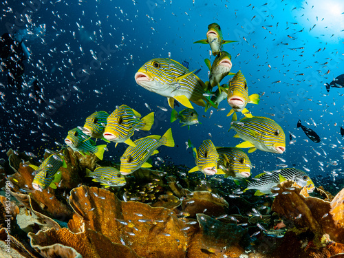 Foto Unterwasseraufnahmen aus Indonesien Region Raja Ampat