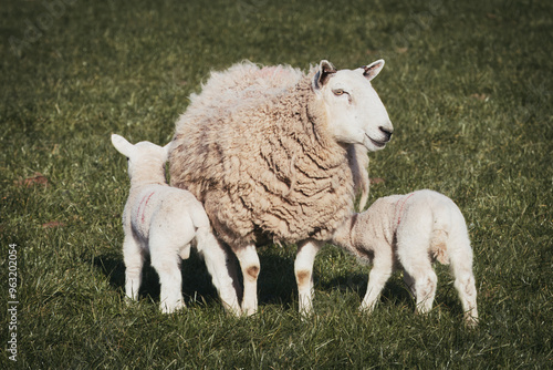 Mother Sheep with Two Lambs Nursing in Green Pasture