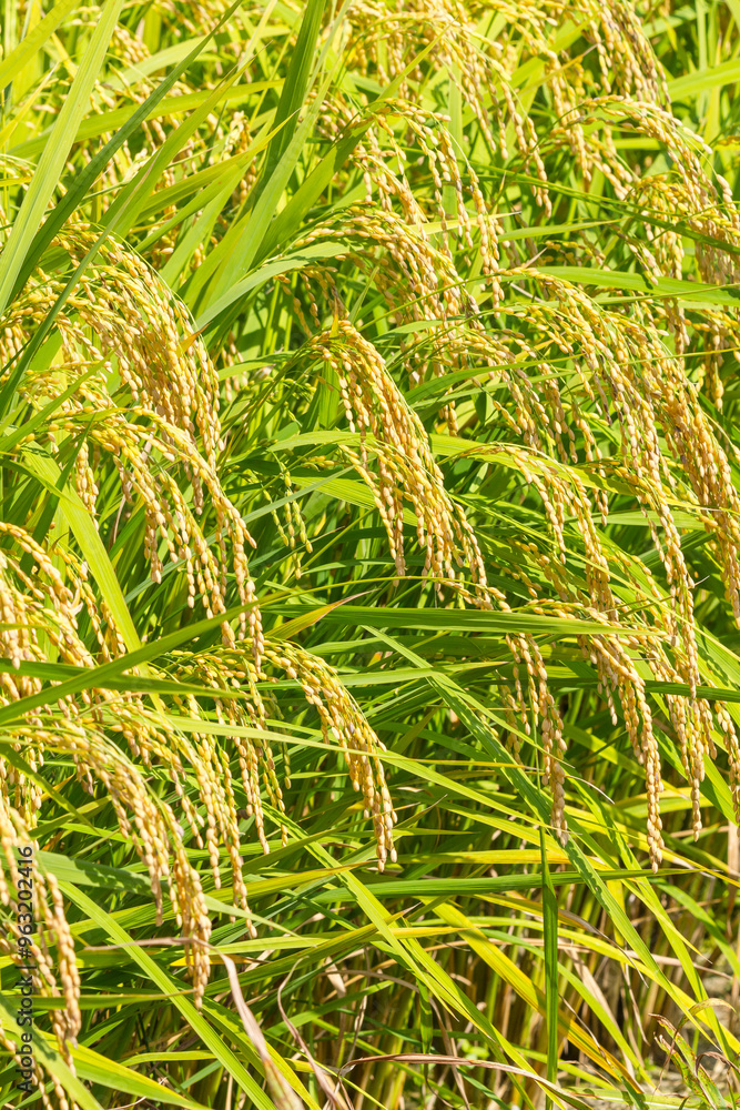 秋の収穫時期を迎えた稲