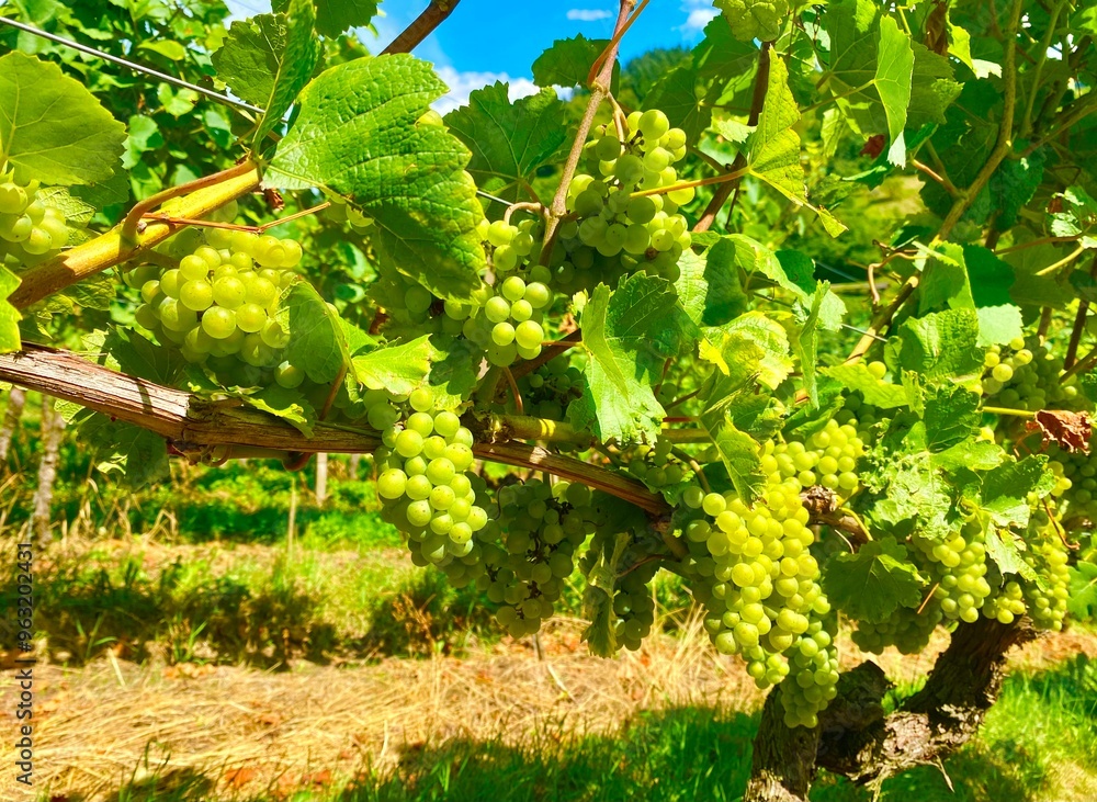 vineyard in the summer in Gengenbach vineyard in the summer in Gengenbach