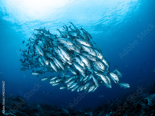 Unterwasseraufnahmen aus Indonesien Region Raja Ampat