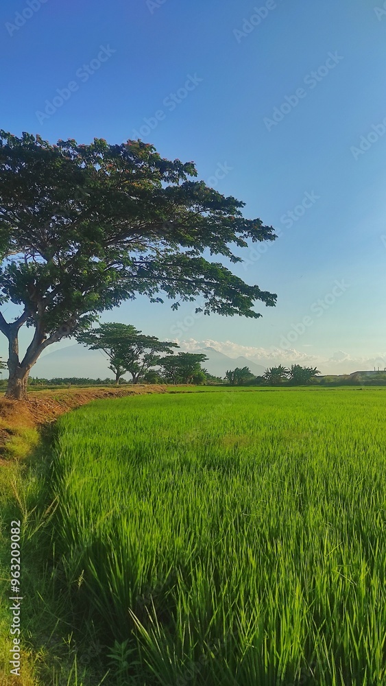 Rice field with a tree next to it during windy sunny day in rural area Rice field with a tree next to it during windy sunny day in rural area