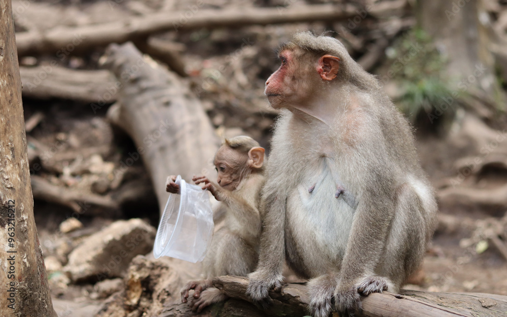 Fototapeta premium An image of a plastic box is being used by a baby monkey to suck its mouth while sitting next to its mother.