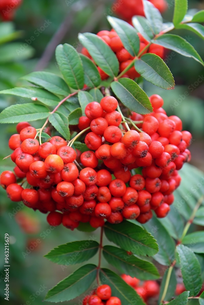 Obraz premium a branch of mountain ash with red berries