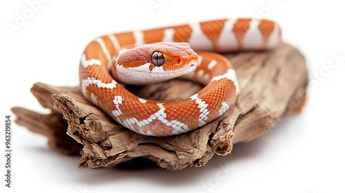 baby corn snake on wood isolated on white background baby red rat snake Pantherophis guttatus : Generative AI photo