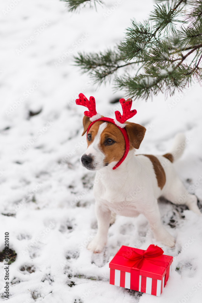 A cute Jack Russell Terrier dog wears fancy reindeer antlers sits under a Christmas tree in the snow and looks at a gift box with a red ribbon. Christmas present for dog A cute Jack Russell Terrier dog wears fancy reindeer antlers sits under a Christmas tree in the snow and looks at a gift box with a red ribbon. Christmas present for dog