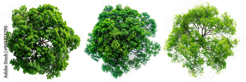 A set of trees with green leaves isolated on a white or transparent background. Close-up of trees from a bird's eye view, seen from above. Graphic design element on the theme of nature and trees.
