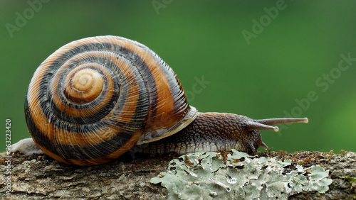 Fototapeta Naklejka Na Ścianę i Meble -  Snails are crustacean land animals in the class of mollusks. They live in humid and rainy places.
