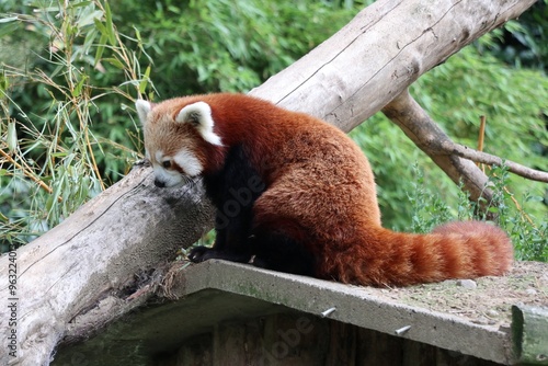 Red Panda at Dublin Zoo