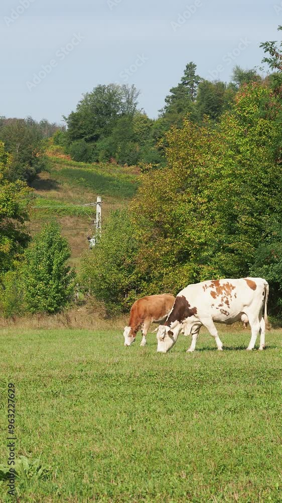 Cows grazing on a green grass meadow in summer with bell sound, vertical Cows grazing on a green grass meadow in summer with bell sound, vertical