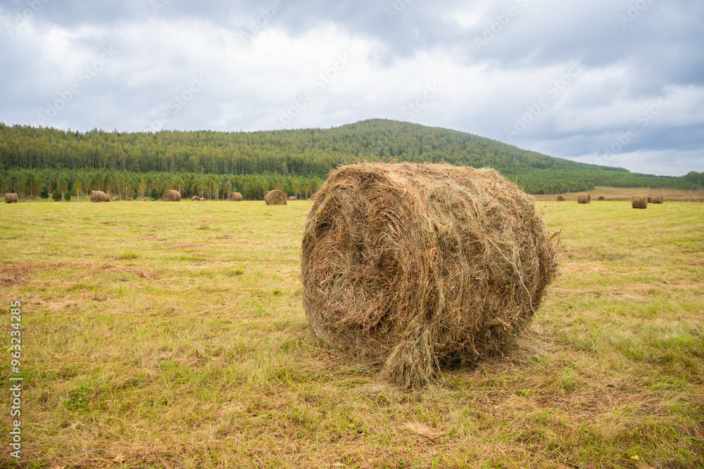 Hay round bale. Rural field with stacked hay bales against backdrop of mountain Hay round bale. Rural field with stacked hay bales against backdrop of mountain