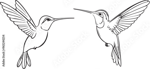 Hand drawn hummingbird outline illustration