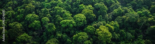 Aerial view of dense green forest canopy.