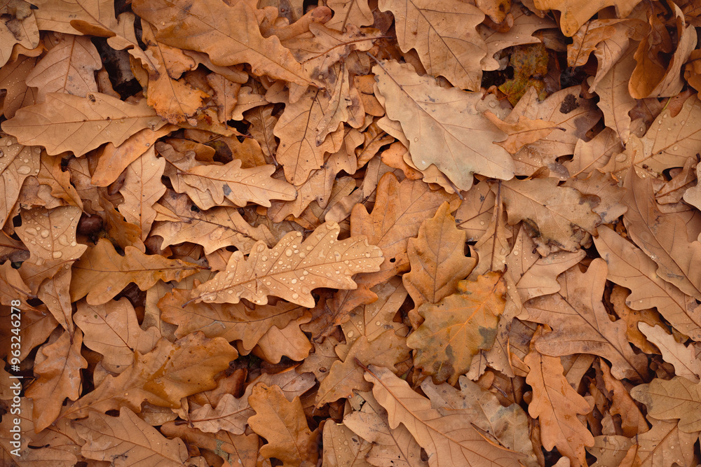 Dead oak leaves on the ground with raindrops, autumn pattern Dead oak leaves on the ground with raindrops, autumn pattern