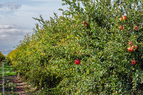 Pomegranate trees