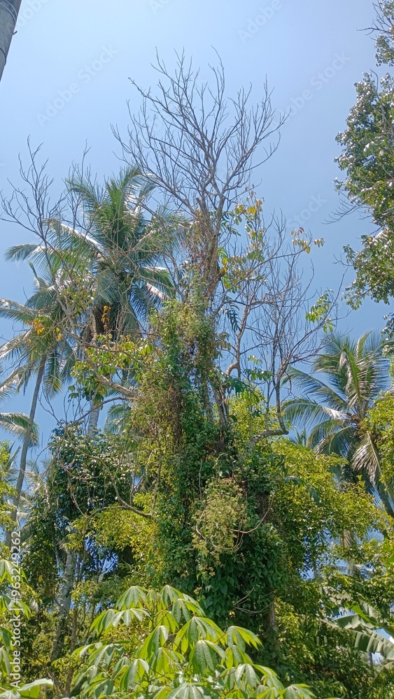 A view of the top of a jungle with palm trees, vines, and green leaves against a bright blue sky.
