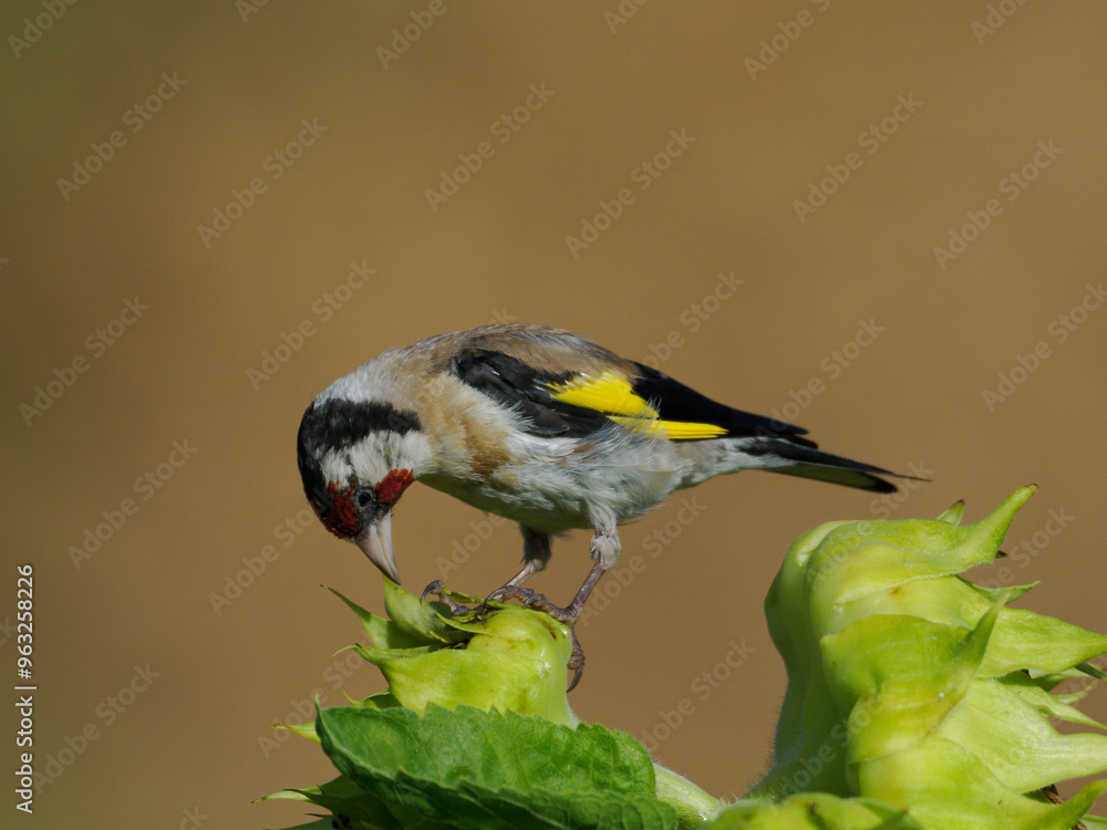 Obraz premium Stieglitz